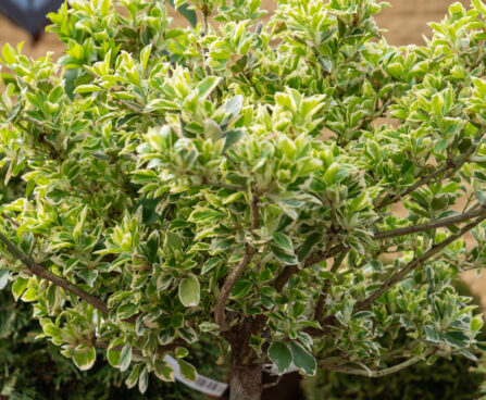 Euonymus fortunei `Emerald Gaiety` Fortunei kikkapuu (1)