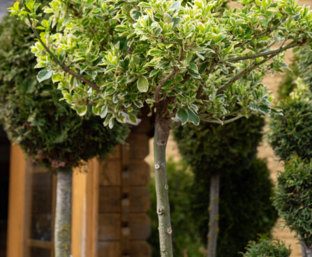 Euonymus fortunei `Emerald Gaiety` Fortunei kikkapuu (2)