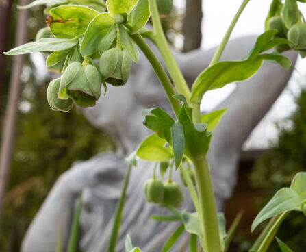 Helleborus foetidus vinav lumeroos (1)