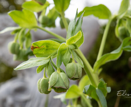 Helleborus foetidus vinav lumeroos (2)