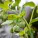 Helleborus foetidus vinav lumeroos (2)