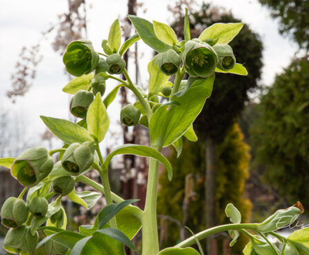 Helleborus foetidus vinav lumeroos (4)