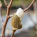 Magnolia stellata täht-magnoolia pung
