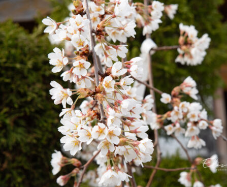 Prunus avium `Pendula` kirsipuu 4 (1)