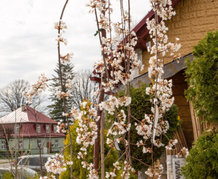 Prunus avium `Pendula` kirsipuu 4 (2)