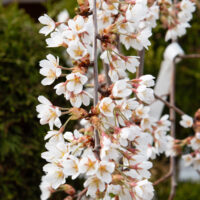 Prunus avium `Pendula` kirsipuu 4 (3)