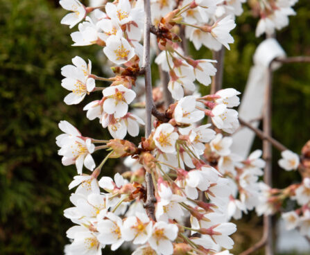 Prunus avium `Pendula` kirsipuu 4 (3)