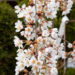 Prunus avium `Pendula` kirsipuu 4 (3)