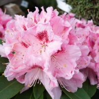 Rhododendron `Albert Schweitzer` rododendron (7)