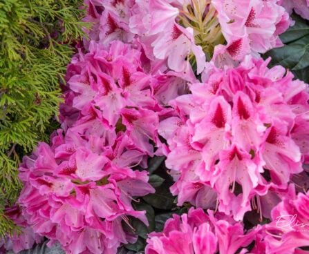 Rhododendron `Cosmopolitan` rododendron (3)