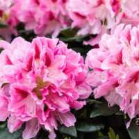 Rhododendron `Cosmopolitan` rododendron (1)