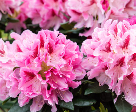 Rhododendron `Cosmopolitan` rododendron (1)