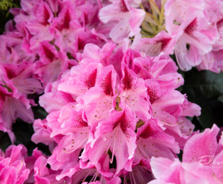 Rhododendron `Cosmopolitan` rododendron (2)