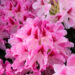 Rhododendron `Cosmopolitan` rododendron (2)