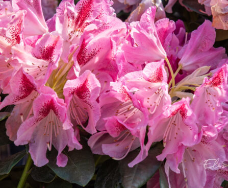 Rhododendron `Cosmopolitan` rododendron (4)