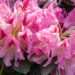 Rhododendron `Cosmopolitan` rododendron (4)