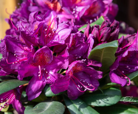 Rhododendron `Marcel Menard` rododendron (2)