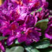 Rhododendron `Marcel Menard` rododendron (2)
