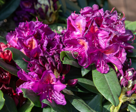 Rhododendron `Marcel Menard` rododendron (3)