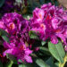 Rhododendron `Marcel Menard` rododendron (3)