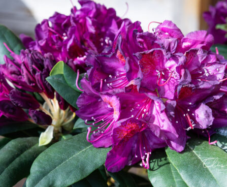 Rhododendron `Marcel Menard` rododendron (1)