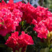 Rhododendron `Red Jack` rododendron