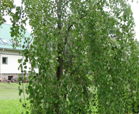 Cercidiphyllum japonicum `Pendulum`-juudapuulehik