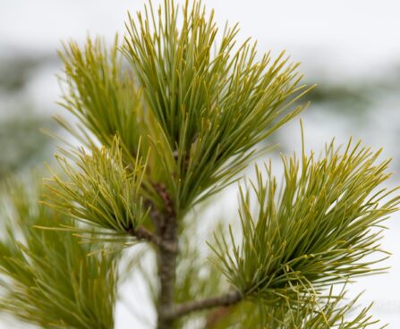 1719_6866_Pinus_peuce__4.JPG