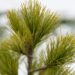 1719_6866_Pinus_peuce__4.JPG