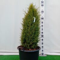 Juniperus communis 'Suesica'-harilik kadakas