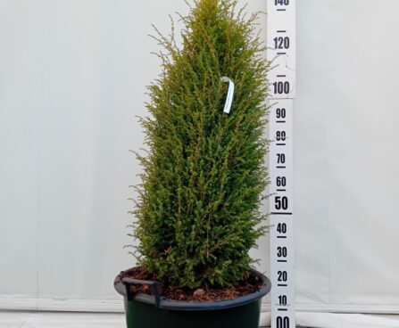 Juniperus communis 'Suesica'-harilik kadakas