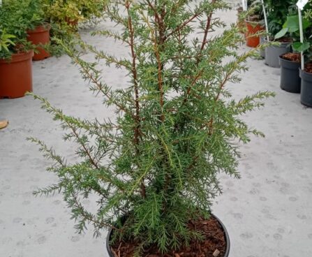 Juniperus communis 'Suesica'-harilik kadakas (2)