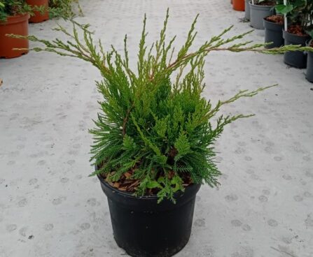 Juniperus pfitzeriana (x) 'Mint Julep'