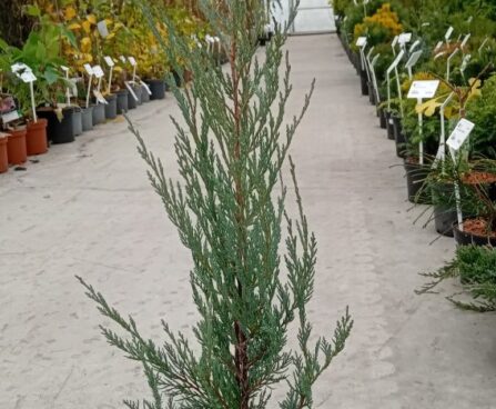 Juniperus scopulorum 'Moonglow'-kaljukadakas