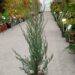 Juniperus scopulorum 'Moonglow'-kaljukadakas