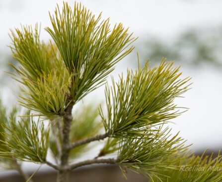 1719_6867_Pinus_peuce__3.JPG