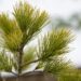 1719_6867_Pinus_peuce__3.JPG