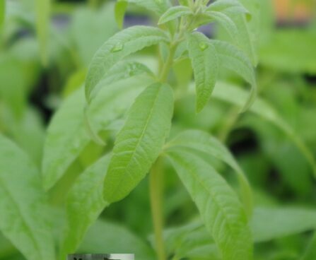 Lippia citriodora-sidrunaloisia 2