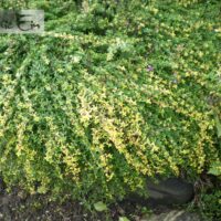 Thymus x citriodorus `Doone Walley`- sidrun -liivatee