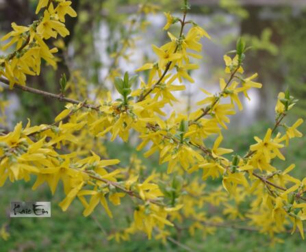 Forsythia viridissima `Kumson`- roheline forsüütia õied JPG