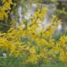 Forsythia viridissima `Kumson`- roheline forsüütia õied JPG
