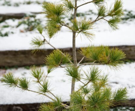 1719_6868_Pinus_peuce__2.JPG