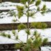 1719_6868_Pinus_peuce__2.JPG