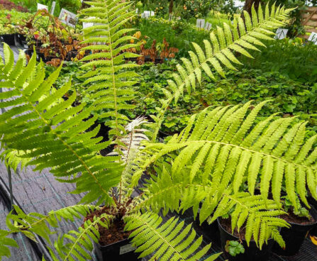 Matteuccia struthiopteris laanesõnajalg (1)