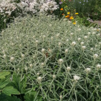 Anaphalis margaritacea pärl-hõbeleht Foto Kaidi Piigert