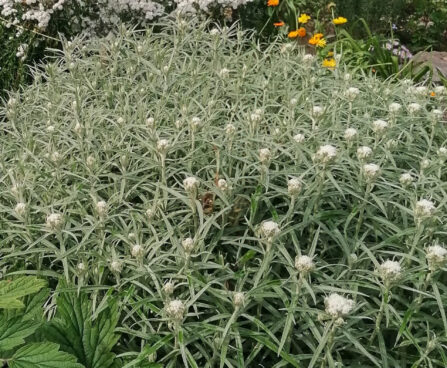 Anaphalis margaritacea pärl-hõbeleht Foto Kaidi Piigert