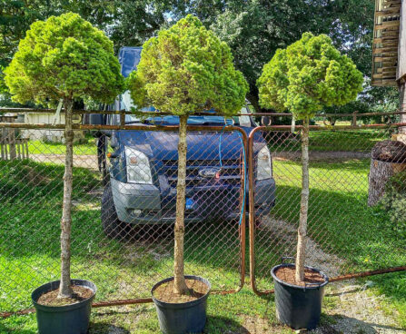 Picea glauca `Conica` kanada kuusk PA