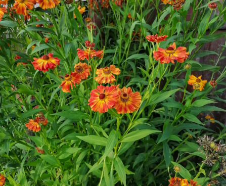 Helenium hybridum Heleenium Foto Kaidi Piigert1 (2)