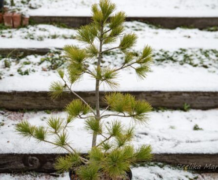 1719_6869_Pinus_peuce_.JPG