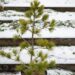 1719_6869_Pinus_peuce_.JPG